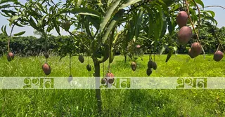 লাভজনক হওয়ায় ফরিদপুরে বাড়ছে আম চাষ